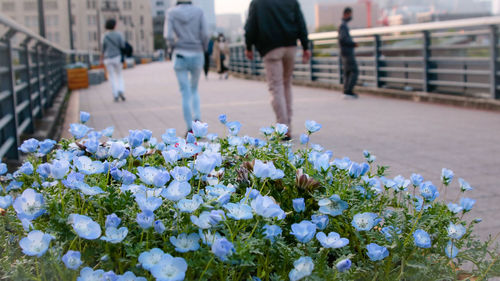 Close-up of white flowering plant in city