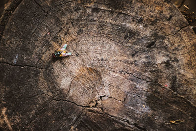 High angle view of lizard on tree stump