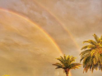 Low angle view of palm trees against rainbow in sky