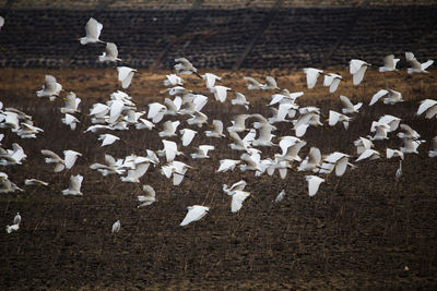 Close-up of birds on white background