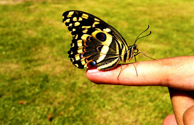 Cropped image of hand holding butterfly