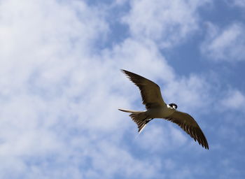 Low angle view of seagull flying in sky