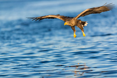 Seagull flying over sea