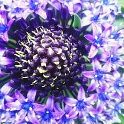 Close-up of purple flowers