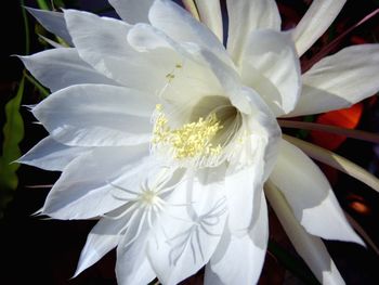 Close-up of white flower