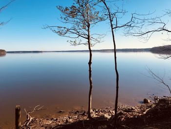 Bare tree on lakeshore against sky