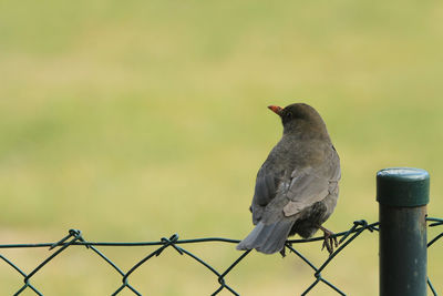 Close-up of bird perching on fence