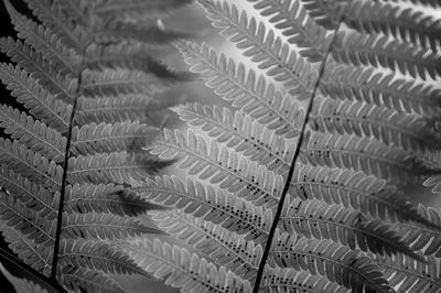 Full frame shot of plants