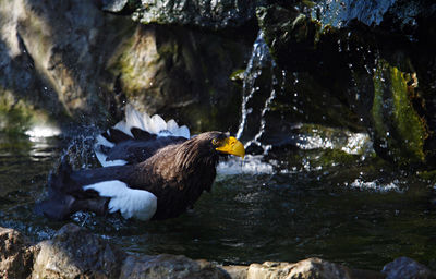 Bird on rock by river