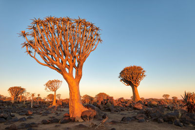 Quiver tree forest in southern namibia taken in january 2018