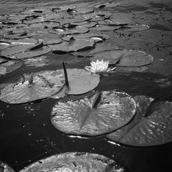 High angle view of water lily in lake