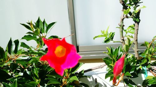 Close-up of red flowers blooming outdoors