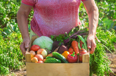 Midsection of woman picking vegetables
