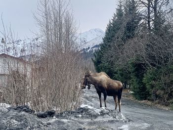 Horse standing on snow covered land