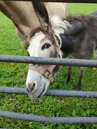 Close-up of donkey at fence gate in pasture