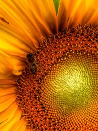 Close-up of bee on flower