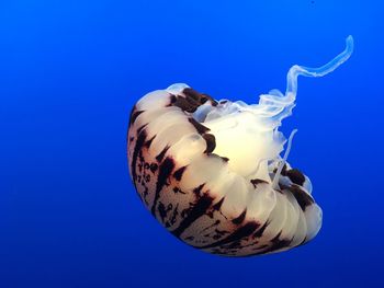 Close-up of jellyfish against blue background