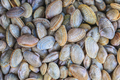 Full frame shot of seashells