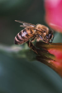 Close-up of bee pollinating on flower