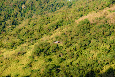 High angle view of trees on field