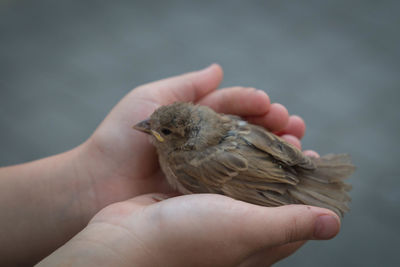 Cropped image of hand holding small bird