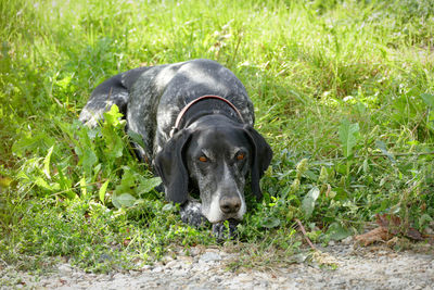 Portrait of black dog on grass