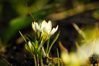 Close-up of white crocus blooming outdoors