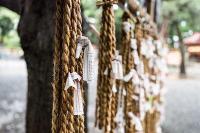 Close-up of omikujis tied with ropes