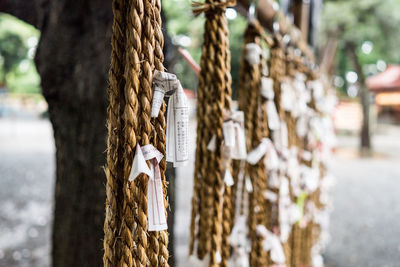 Close-up of chain hanging on tree trunk