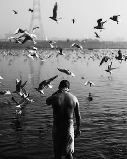 Seagulls flying over lake