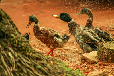 Side view of birds on land