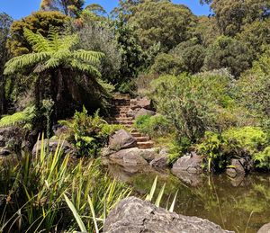 Plants growing on rock by trees against sky