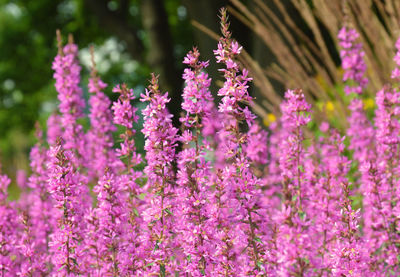 Close-up of pink flowers blooming outdoors