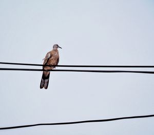 Low angle view of bird perching on cable against clear sky