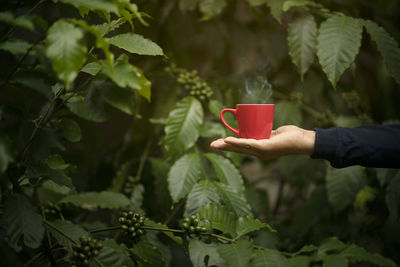 Hand holding drink against plants