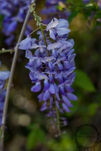 Close-up of purple flowers blooming