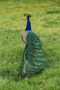 View of peacock on field