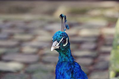 Close-up of peacock