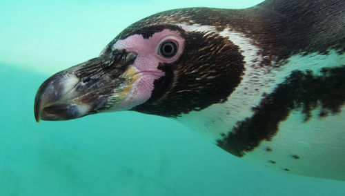 Close-up of duck