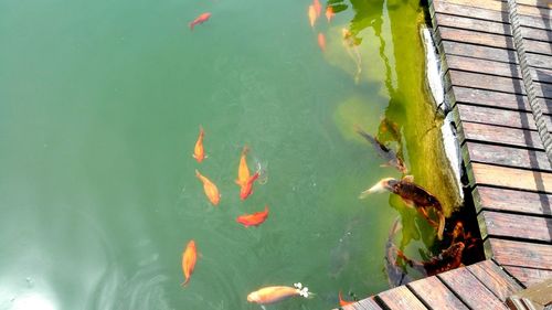 Close-up high angle view of koi fish in water