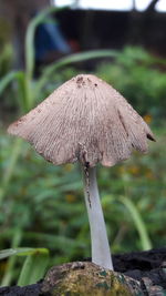 Close-up of mushroom growing outdoors