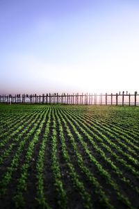 Scenic view of agricultural field against clear sky