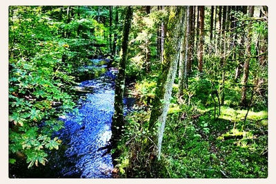 Trees in forest