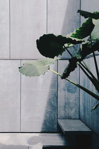 Close-up of plant against window