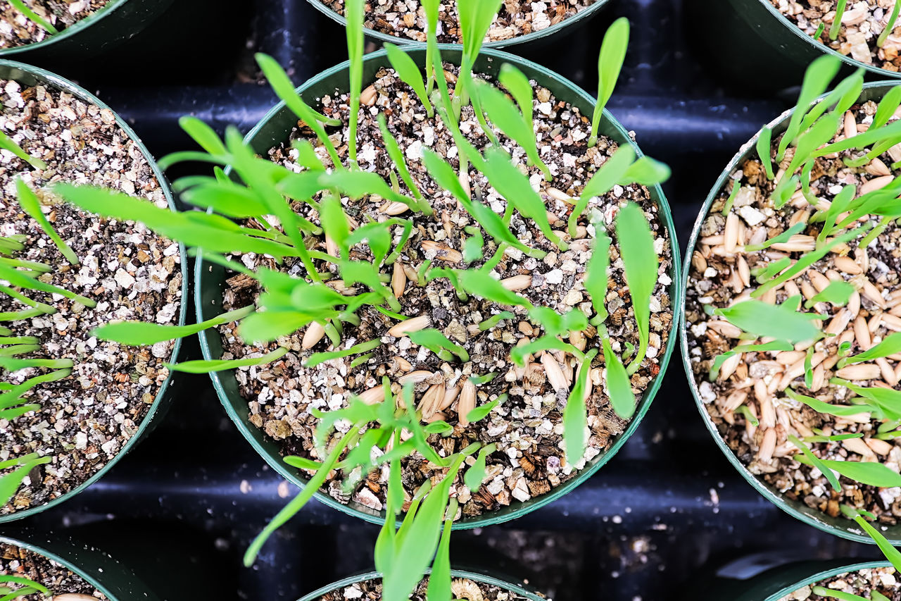 HIGH ANGLE VIEW OF POTTED PLANTS IN FIELD