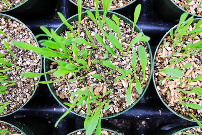 High angle view of potted plants on field