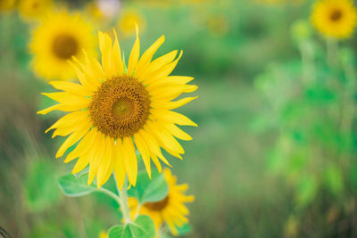 Close-up of sunflower on field