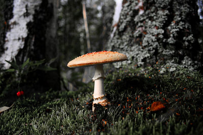 Close-up of mushroom growing on field