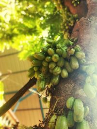 Close-up of berries growing on tree