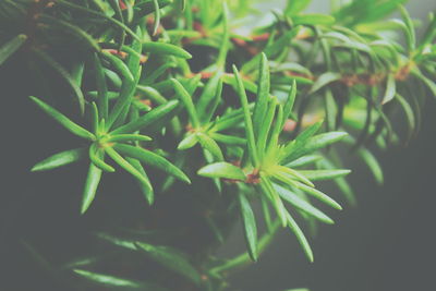 High angle view of flowering plant